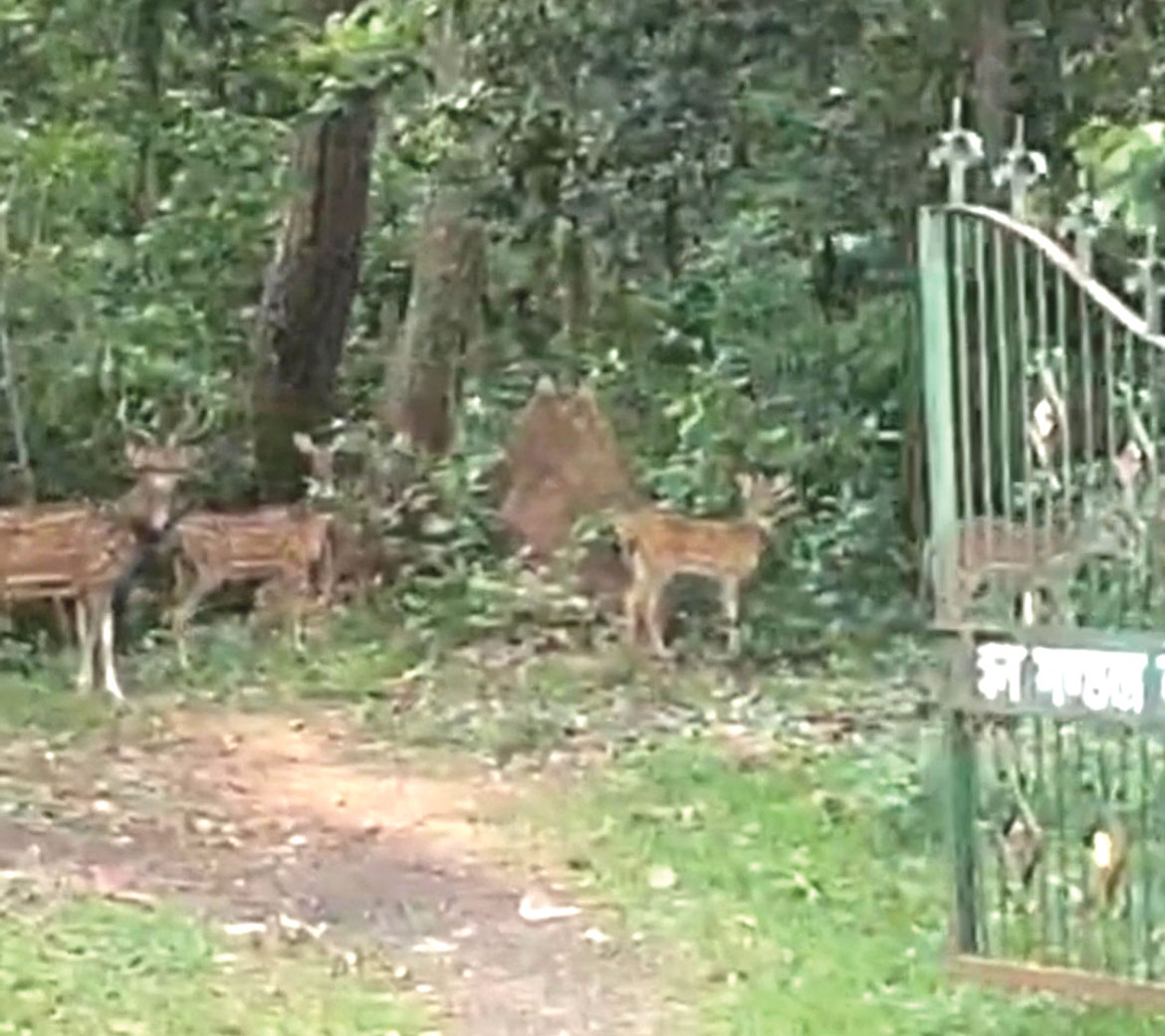  केशकाल घाट के समीप दिखा हिरणों का झुंड