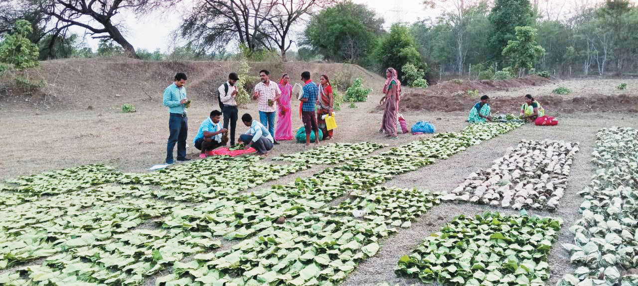 तेंदूपत्ता संग्रहण में 31.45 करोड़ का भुगतान