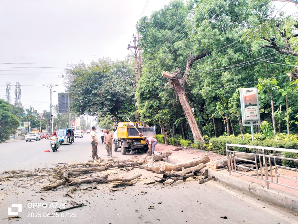 जीईमार्ग पर सूखे हुए खतरनाक पेड़ों को निगम ने हटाया