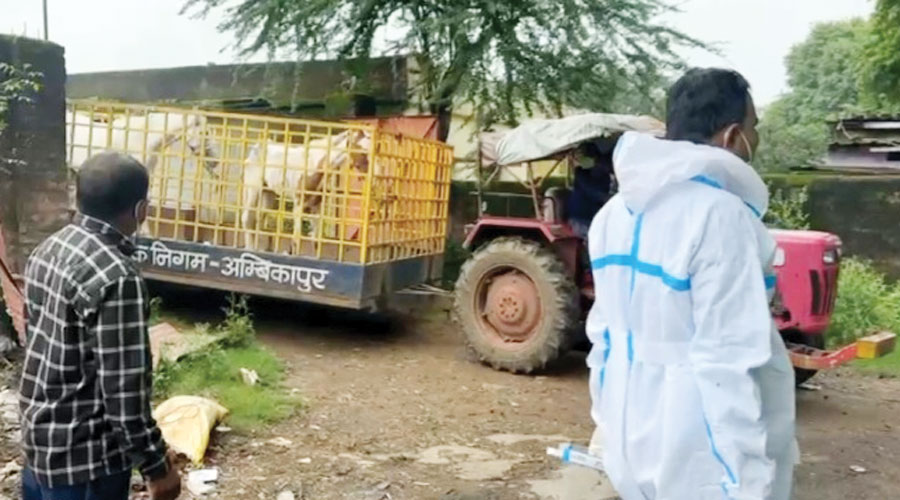 खतरनाक ग्लैण्डर्स बीमारी से पीडि़त दो घोडिय़ों को जहर देकर मारा गया