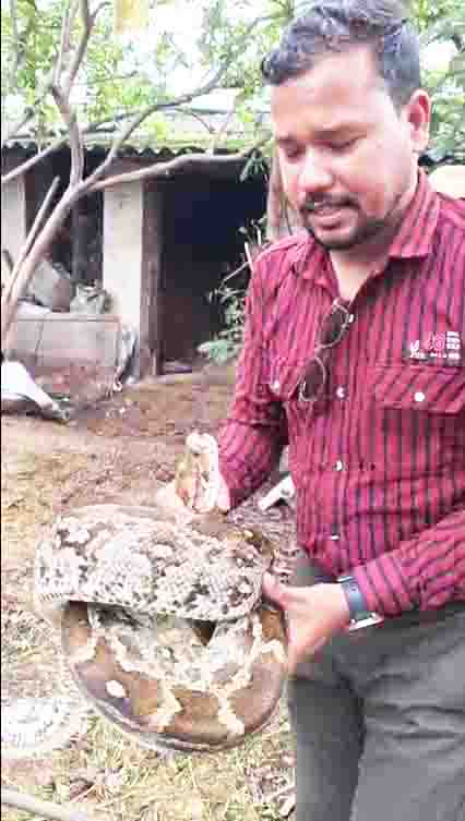 21 अंडों के साथ मिला अजगर, नदी में छोड़ा