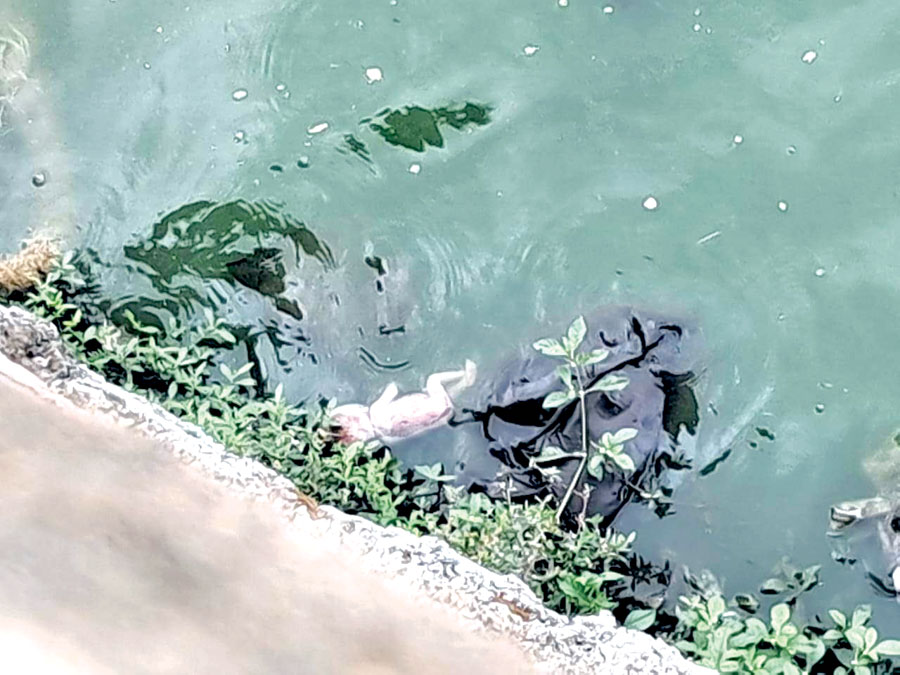 बूढ़ातालाब में रविवार सुबह बच्चे की तैरती लाश मिली बूढ़ातालाब में रविवार सुबह बच्चे की तैरती लाश मिली