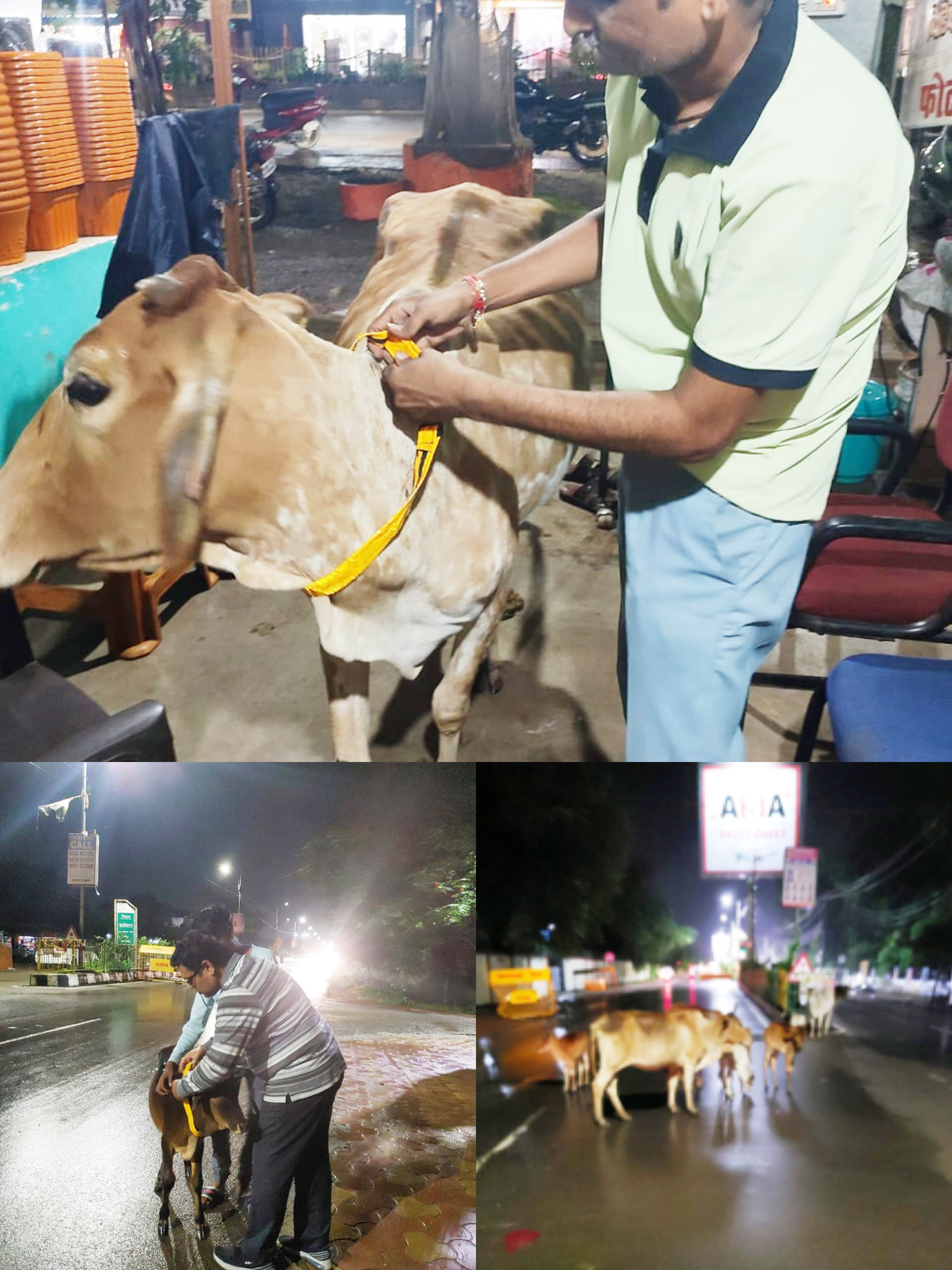 हादसे से बचाने मवेशियों को लगाया जा रहा रेडियम बेल्ट हादसे से बचाने मवेशियों को लगाया जा रहा रेडियम बेल्ट