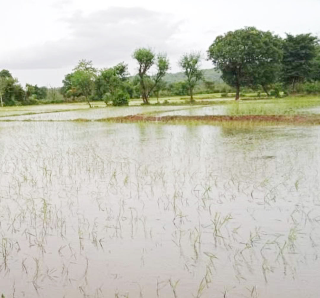 मूसलाधार बारिश से खेत लबालब, अंकुरित धान के पौधे गल रहे, रोपाई जारी मूसलाधार बारिश से खेत लबालब, अंकुरित धान के पौधे गल रहे, रोपाई जारी