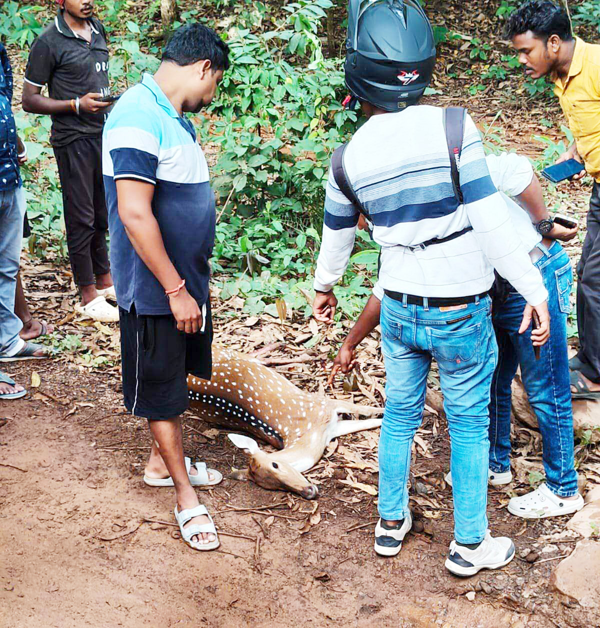 सडक़ किनारे मृत मिला हिरण दिखा तीर के निशान जैसा चिन्ह, जांच