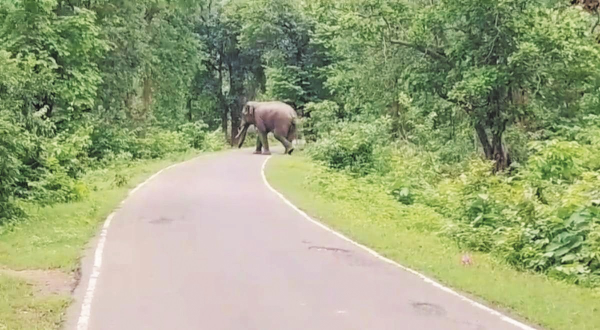 मानपुर के जंगल में फिर लौटा दंतैल हाथी