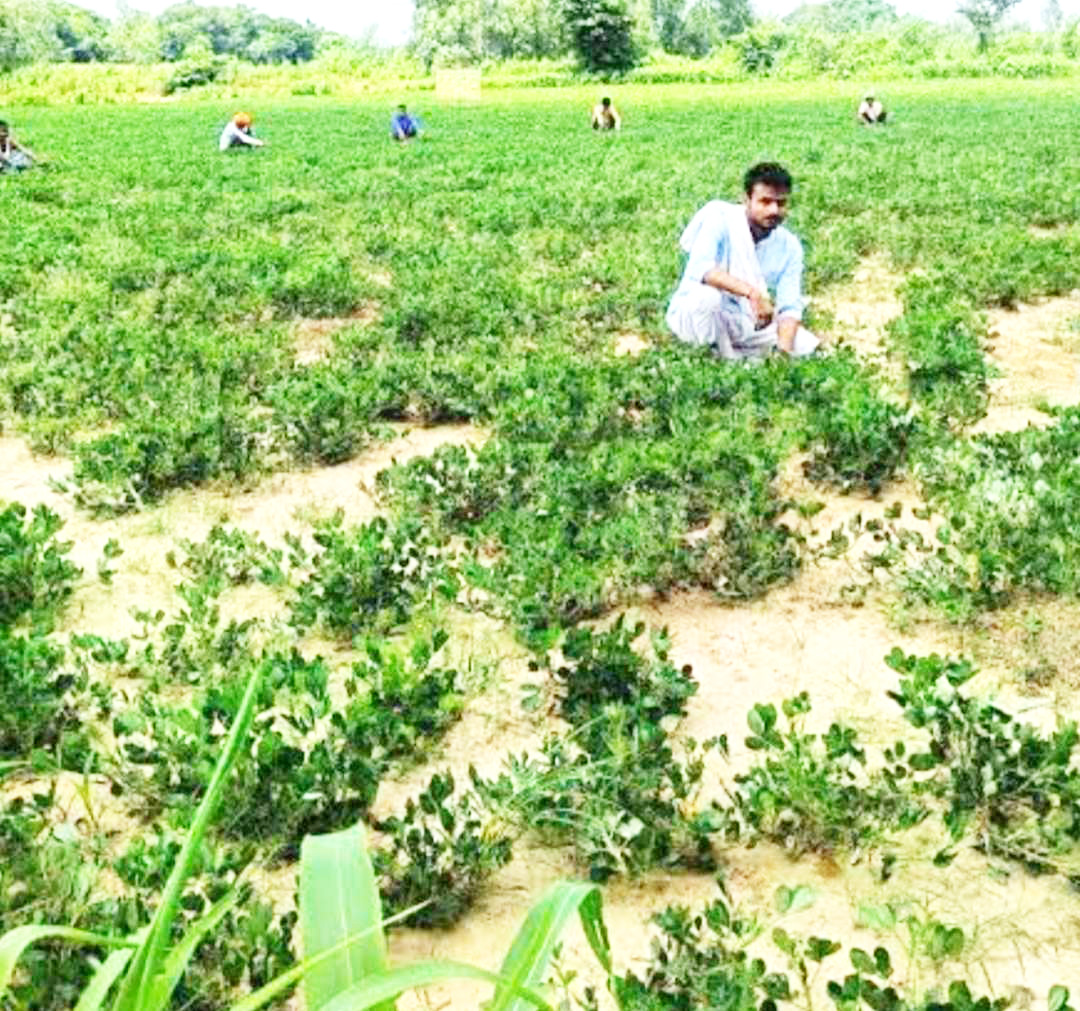 पहली बार कादरी लेपाक्षी मूंगफली की खेती पहली बार कादरी लेपाक्षी मूंगफली की खेती