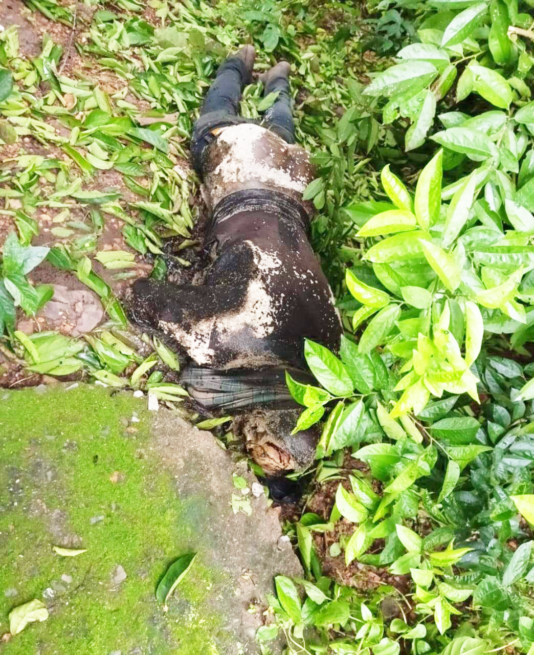 घर की बाड़ी में मिली युवक की सड़ी गली लाश घर की बाड़ी में मिली युवक की सड़ी गली लाश