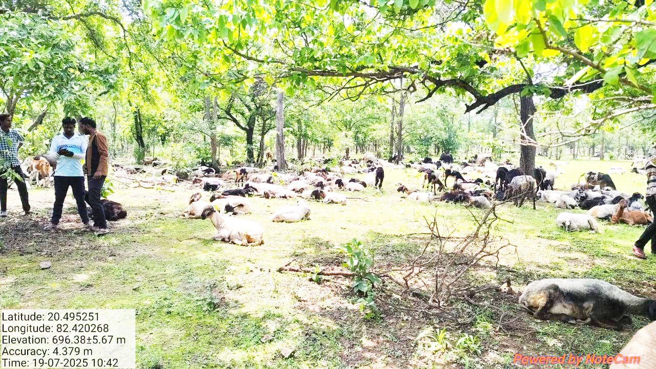 उदंती-सीतानदी टाइगर रिजर्व और सुनाबेड़ा अभयारण्य में अवैध चराई, आठ गिरफ्तार