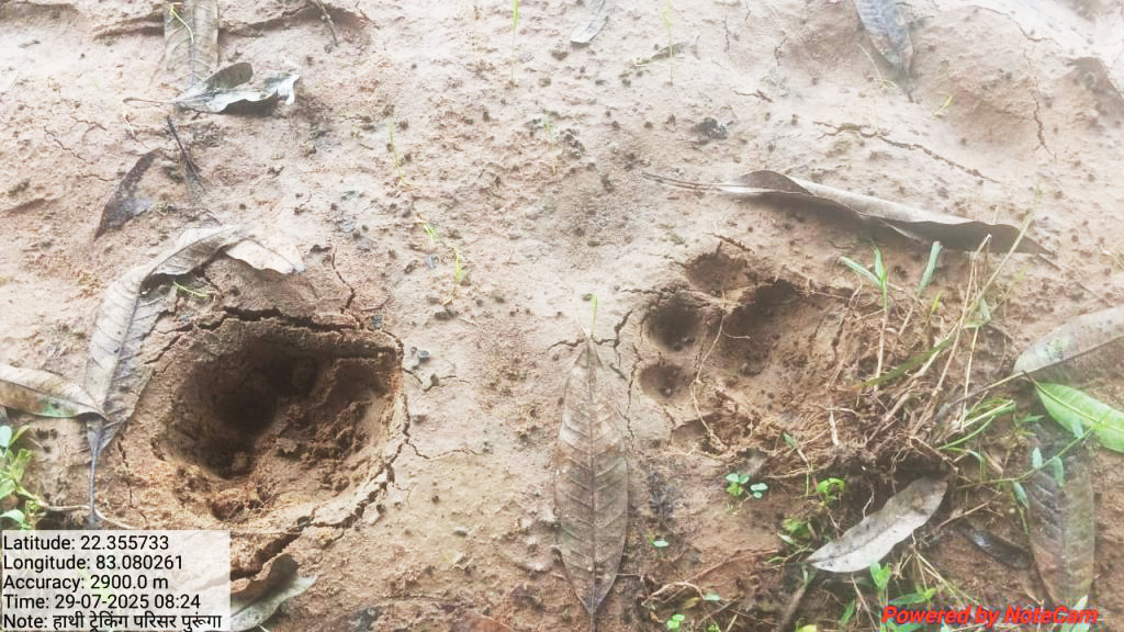 धरमजयगढ़ के छाल जंगल में बाघ की दस्तक