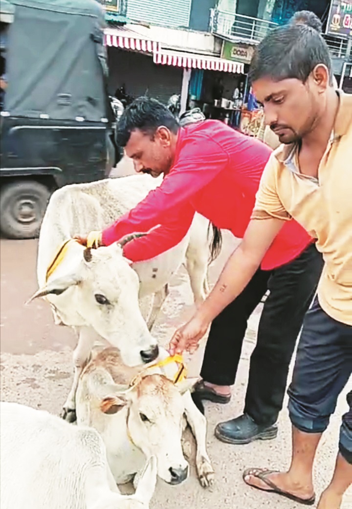 आवारा मवेशियों की रोकथाम के लिए नगर निगम की कार्रवाई जारी