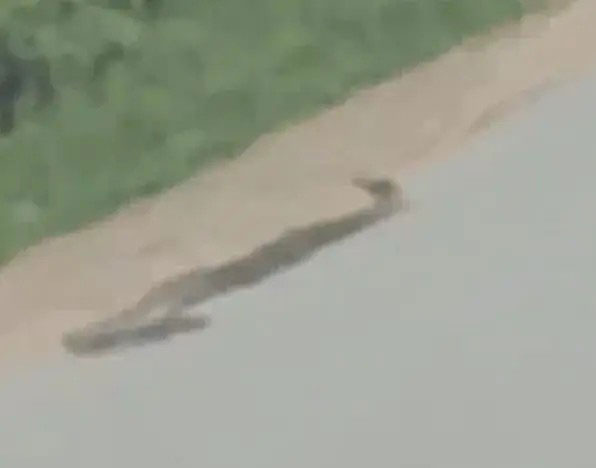 अजगर को रस्सी से बाइक के पीछे बांध हाइवे पर घसीटा