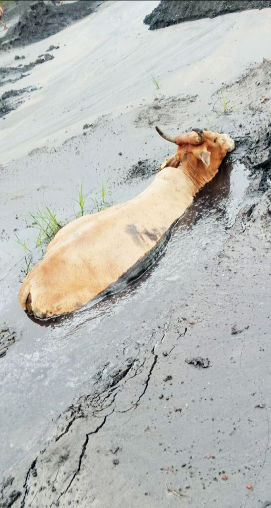फ्लाई ऐश के दलदल में धंसी गाय