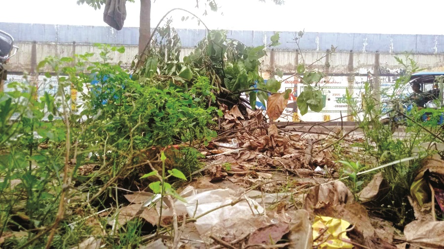 नगर निगम काम्प्लेक्स के सामने गंदगी का आलम 