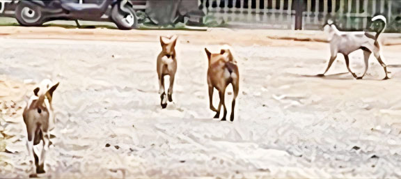 आवारा कुत्तों का आतंक: हर दिन हो रही घटनाएं, प्रशासन मौन, नागरिकों में आक्रोश