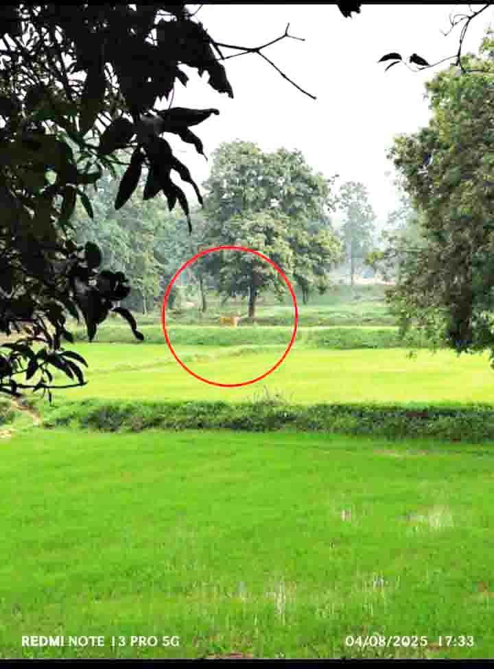 लैलूंगा के गांव में दिखा बाघ का लास्ट लोकेशन 