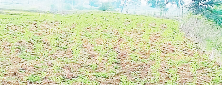 उमस व चिपचिपी गर्मी से हो रहे हलाकान