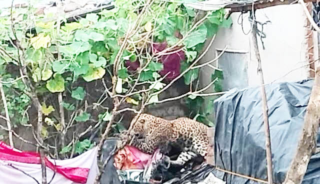 मुर्गी खाने गांव में घुसा तेंदुआ बाड़ी के तार में फंसा