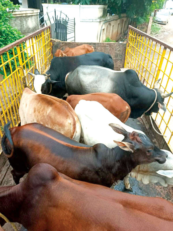 सडक़ पर खड़े, सोए 281 आवारा पशुओं को गौठान भेजा, निगम का अभियान जारी