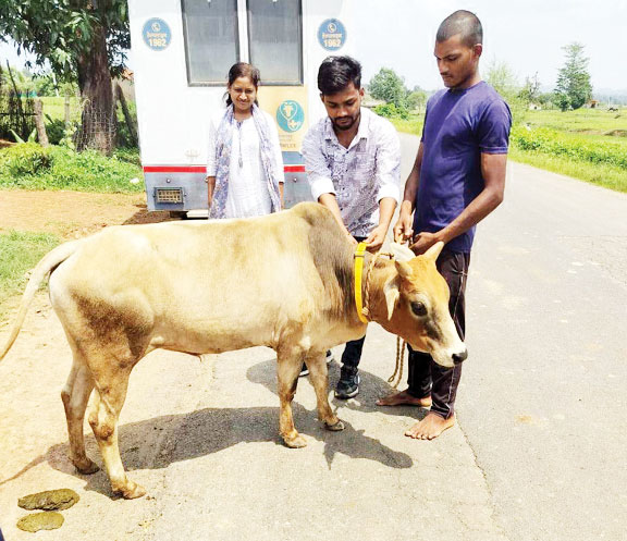 हादसे से बचाने घुमंतू मवेशियों को रेडियम बेल्ट