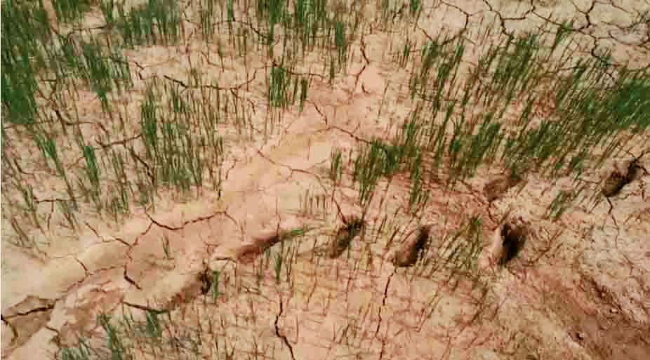 कम बारिश से धान की फसल को नुकसान की आशंका