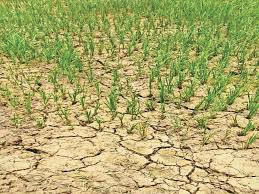 बलौदाबाजार के खेतों के लिए गंगरेल से पानी छोड़ा