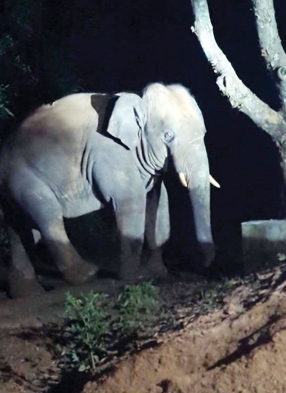 हाथी ने वृद्ध को कुचल मार डाला