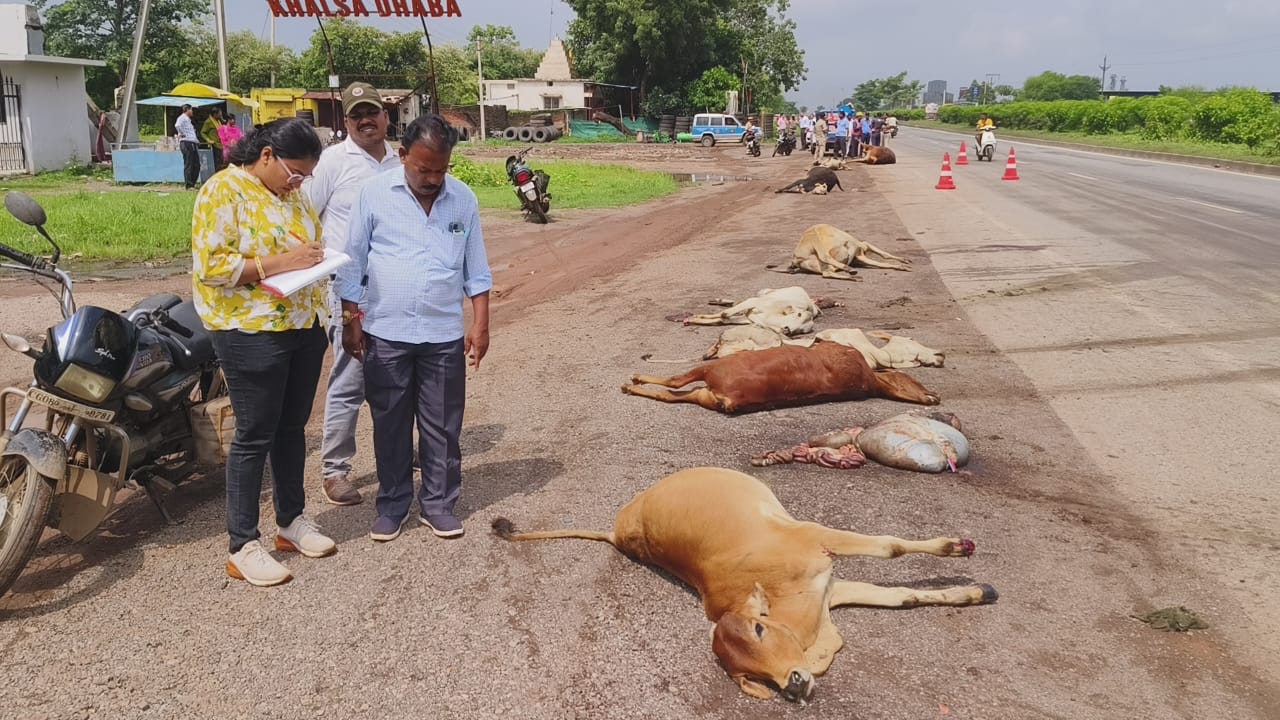 अज्ञात ट्रक की ठोकर से एनएच पर बिखरी मवेशियों की लाशें