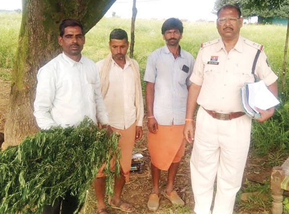 घर की बाड़ी में गांजा के पौधे, आरोपी गिरफ्तार