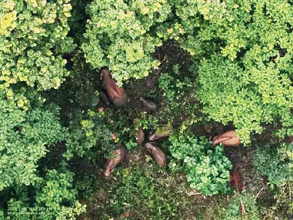 जंगल में शावक हाथी का जन्म, ड्रोन से हो रही निगरानी