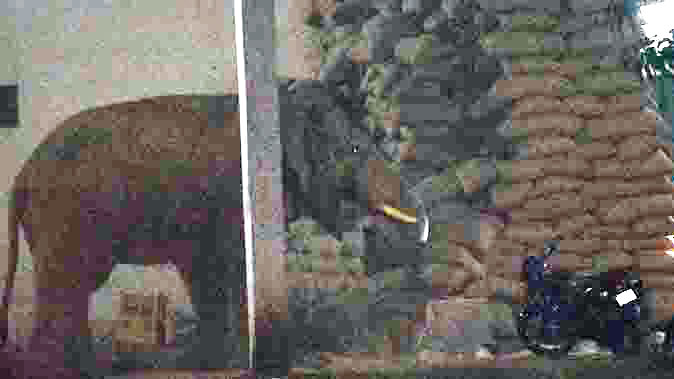 हाथी ने राइस मिल में घुसकर मचाया उत्पात, खाया चावल, कर्मचारियों में दहशत