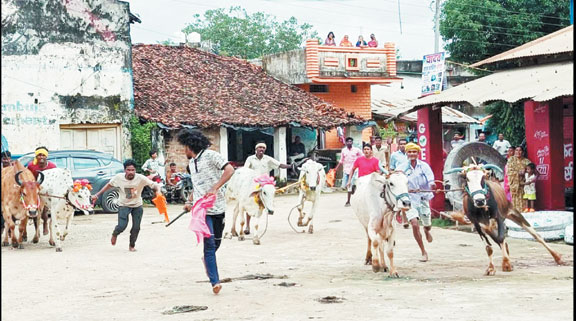 बैल दौड़ स्पर्धा में रमेश की बैल ने मारी बाजी