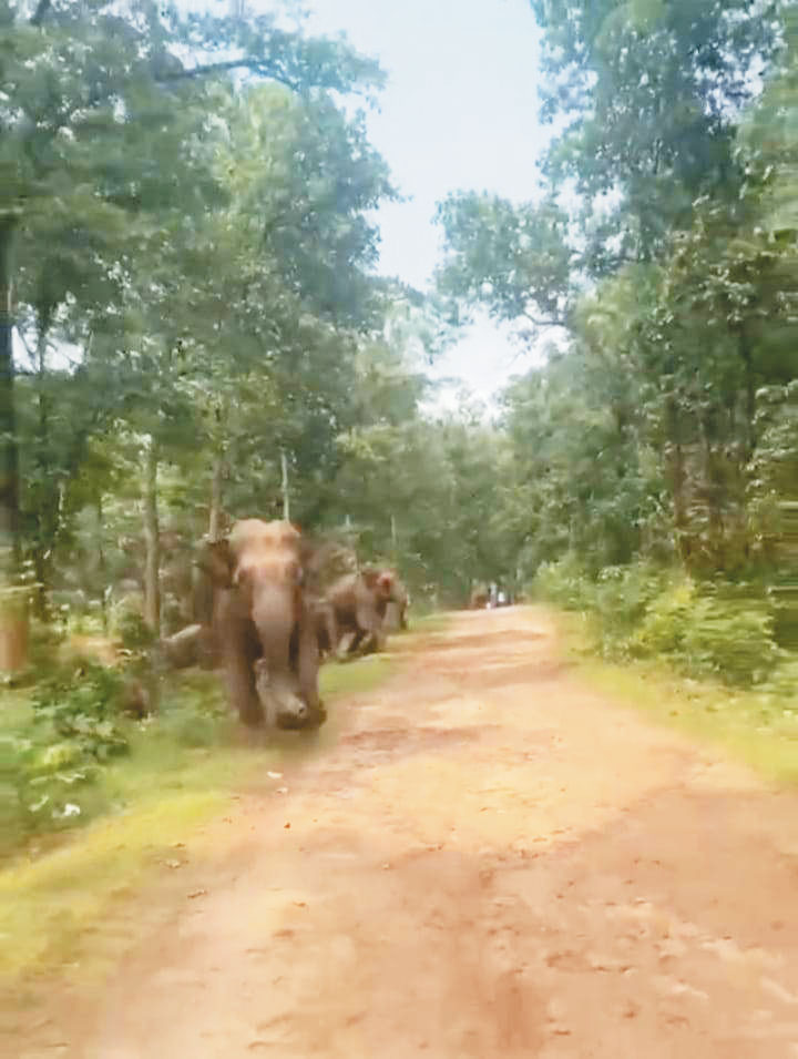 वीडियो बना रहे युवकों को हाथी ने दौड़ाया