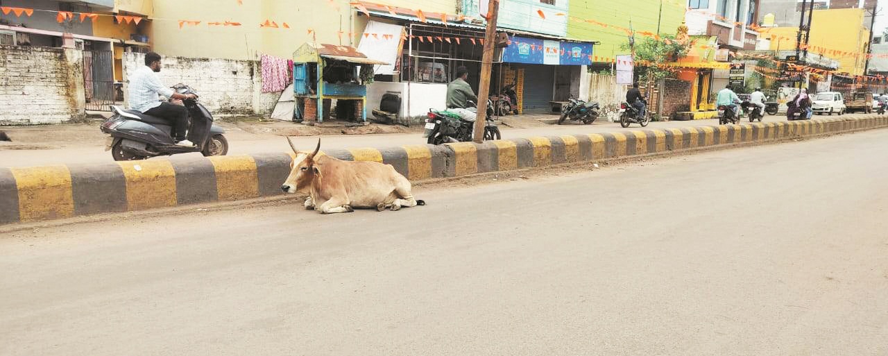 सड़क पर मवेशी, मालिकों पर कार्रवाई