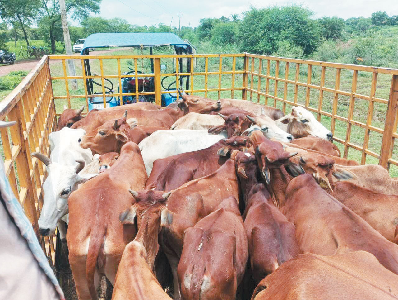 गौठान में की जा रही पशुओं के लिए चारा-पानी की व्यवस्था