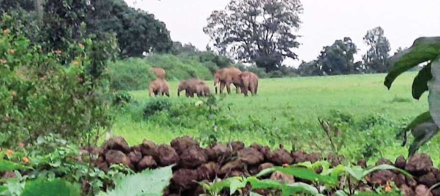 मैनपाट में हाथियों का आतंक, दर्जनभर मकानों-फसलों को पहुंचा चुके नुकसान