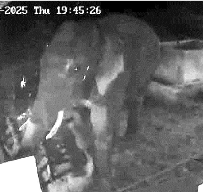 पोल्ट्री फार्म में घुसा हाथी, सीसीटीवी कैमरे में कैद