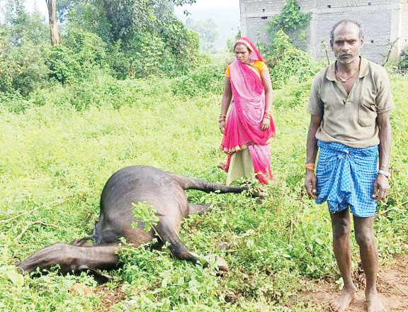 मैनपाट में हाथी दल ने मवेशी पर किया हमला, मौत मैनपाट में हाथी दल ने मवेशी पर किया हमला, मौत