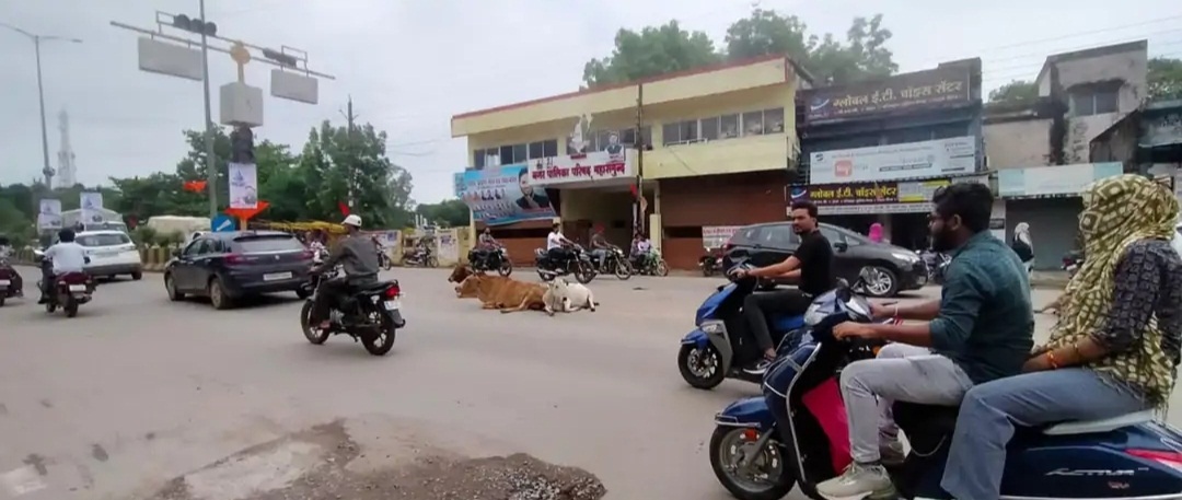 मुख्य मार्गों के बाद अब कॉलोनियों की गलियोंं भी मवेशियों का ठिकाना मुख्य मार्गों के बाद अब कॉलोनियों की गलियोंं भी मवेशियों का ठिकाना