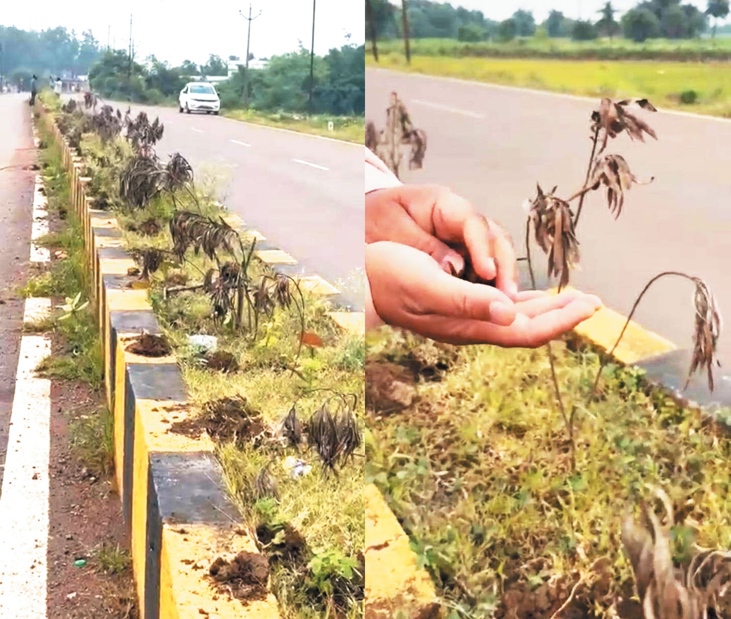जड़ विहीन पौधरोपण या खर्चरोपण...