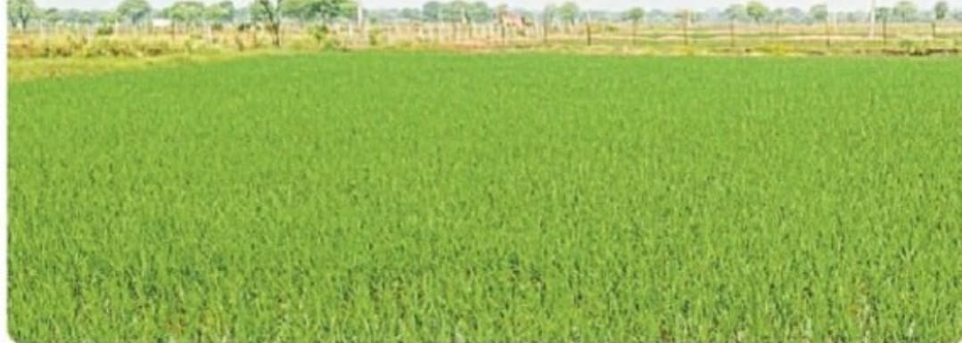 बेमेतरा को अकाल ग्रस्त घोषित करें, फसल नुकसान के लिए दें क्षतिपूर्ति-किसान संगठन