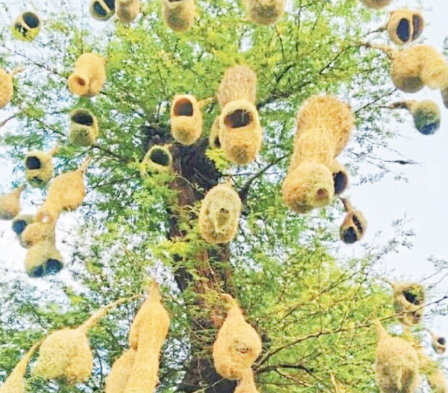 हुनर के लिए हाथ नहीं, सोच की  चोंच ही काफी