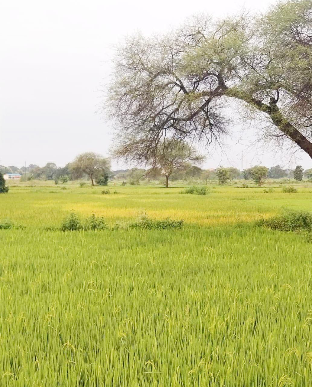 धान के फसलों में कीट प्रकोप से किसान परेशान