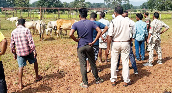 22 मवेशियों को बचाया, 4 तस्कर पर अपराध दर्ज