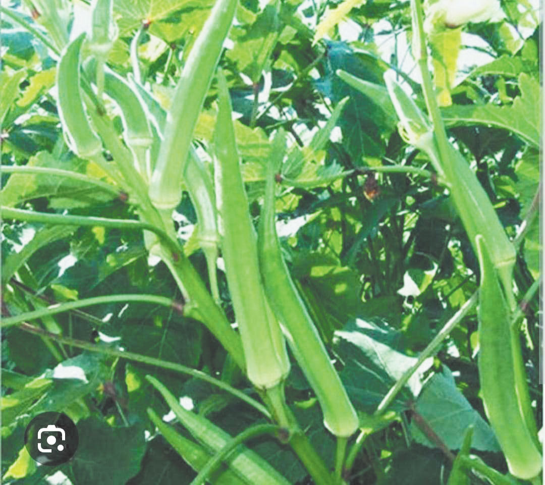 टेमरी की भिंडी एमपी, ओडिशा, महाराष्ट्र में बन चुकी है बाजार का ब्रांड