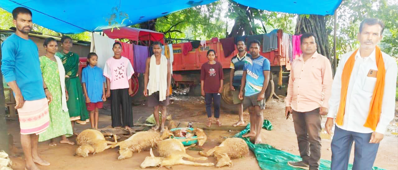 जंगली जानवर का कहर, 8 मेंढ़ों की मौत