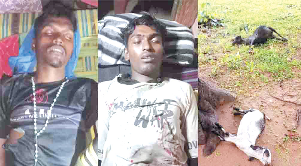 गाज से दो युवक समेत तीन बकरियों की मौत