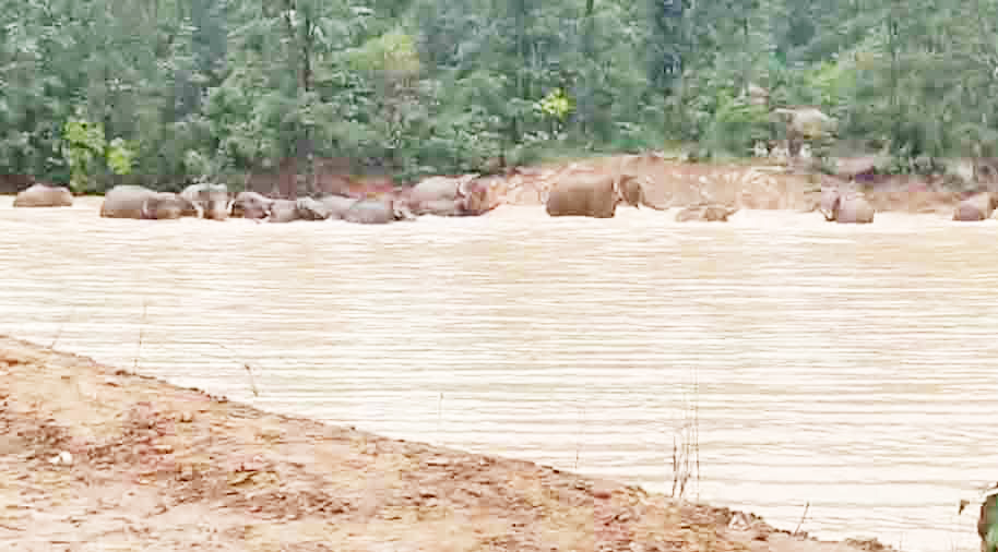 48 जंगली हाथियों का तालाब  में नहाते वीडियो आया सामने