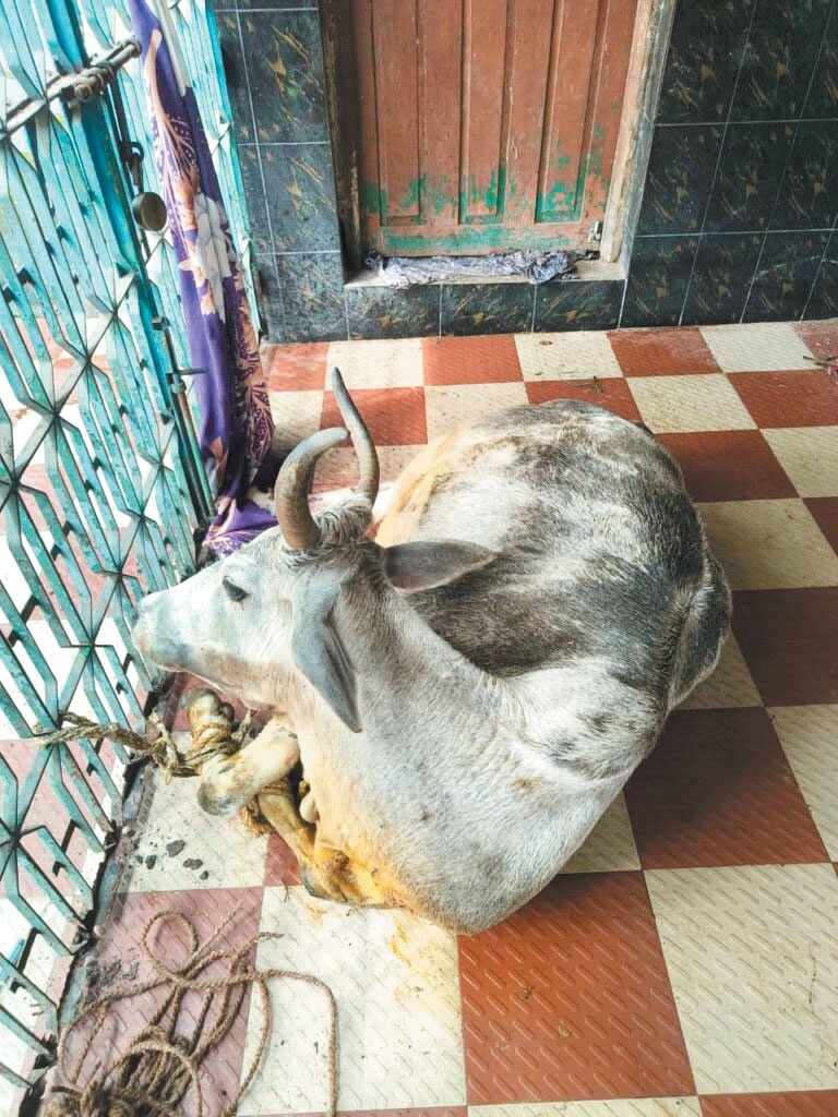 डॉ. पूरन ने जटिल ऑपरेशन कर बचाई दो मवेशियों की जान