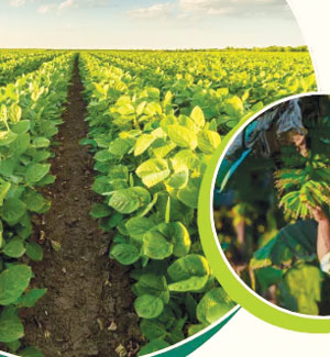 धान खरीदी के लिए एग्रीस्टैक पोर्टल में किसानों का पंजीयन 31 तक